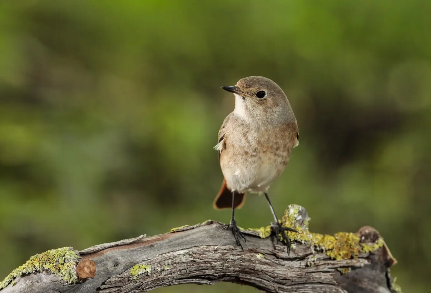 Gartenrotschwanz-Weibchen (Phoenicurus phoenicurus), Malta, Mittelmeer